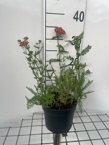 Achillea m. 'Paprika' geen maat specificatie cont. 2,0L