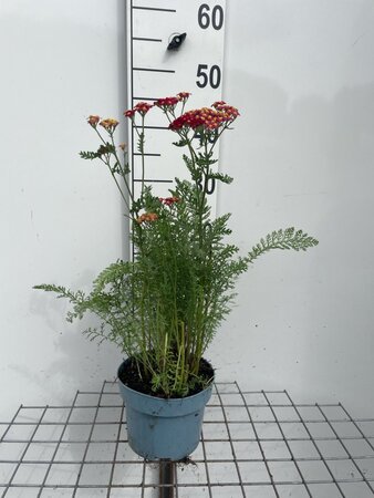 Achillea m. 'Paprika' geen maat specificatie cont. 2,0L - afbeelding 3