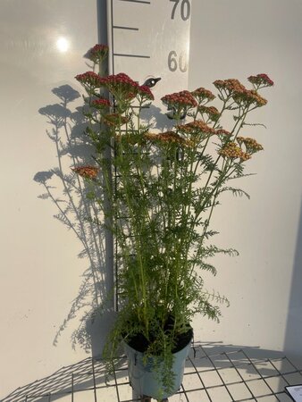 Achillea m. 'Paprika' geen maat specificatie cont. 2,0L - afbeelding 2