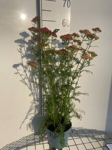 Achillea m. 'Paprika' geen maat specificatie cont. 2,0L - afbeelding 2