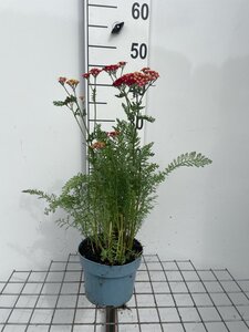 Achillea m. 'Paprika' geen maat specificatie cont. 2,0L - image 3