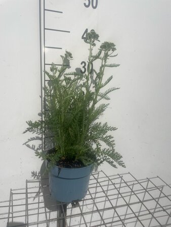 Achillea 'Terracotta' geen maat specificatie cont. 2,0L - afbeelding 1