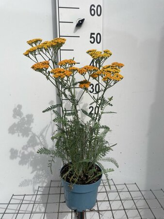 Achillea 'Terracotta' geen maat specificatie cont. 2,0L - afbeelding 3