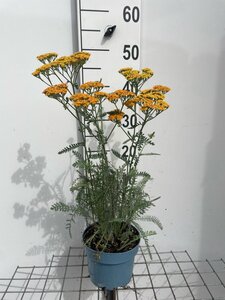 Achillea 'Terracotta' geen maat specificatie cont. 2,0L - afbeelding 3
