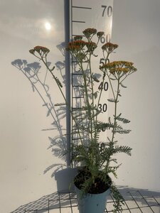 Achillea 'Terracotta' geen maat specificatie cont. 2,0L - afbeelding 2