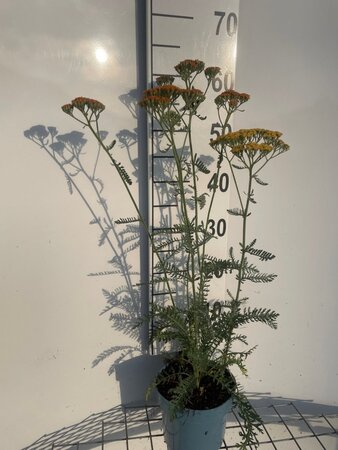 Achillea 'Terracotta' geen maat specificatie cont. 2,0L - image 2