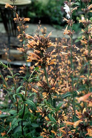 Agastache barberi 'Tangerine Dream' geen maat specificatie 0,55L/P9cm