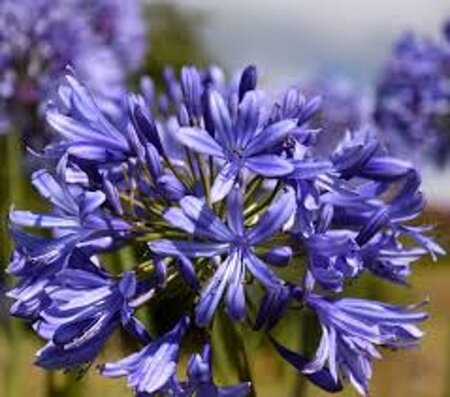 Agapanthus 'Intermedius' geen maat specificatie 0,55L/P9cm - afbeelding 1