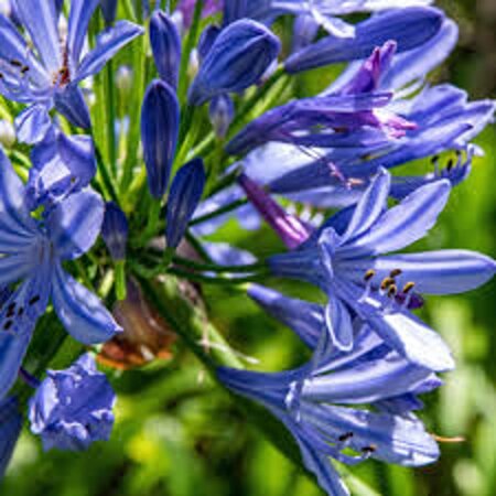 Agapanthus 'Intermedius' geen maat specificatie 0,55L/P9cm - afbeelding 2