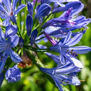 Agapanthus 'Intermedius' geen maat specificatie 0,55L/P9cm - afbeelding 2