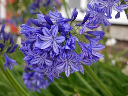 Agapanthus 'Northern Star' geen maat specificatie 0,55L/P9cm - afbeelding 1