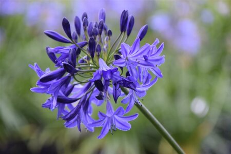 Agapanthus 'Northern Star' geen maat specificatie 0,55L/P9cm - afbeelding 2