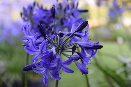 Agapanthus 'Northern Star' geen maat specificatie 0,55L/P9cm - afbeelding 3