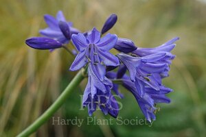 Agapanthus 'Northern Star' geen maat specificatie 0,55L/P9cm - afbeelding 4