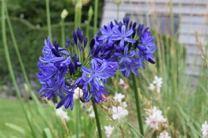 Agapanthus 'Northern Star' geen maat specificatie 0,55L/P9cm - afbeelding 5
