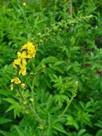Agrimonia procera geen maat specificatie 0,55L/P9cm