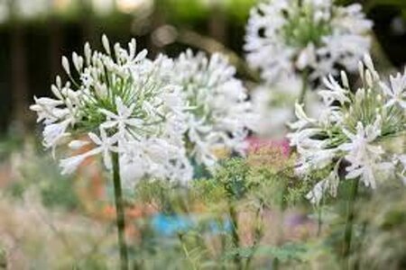 Agapanthus 'White Triumphator' geen maat specificatie 0,55L/P9cm