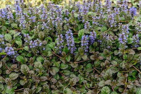 Ajuga reptans 'Mahogany' geen maat specificatie 0,55L/P9cm