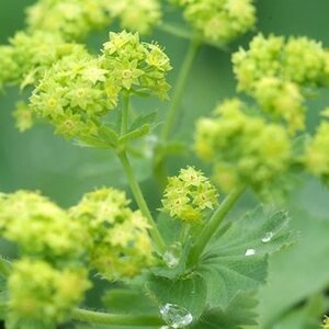 Alchemilla mollis 'Senior' geen maat specificatie 0,55L/P9cm