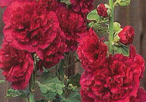 Alcea rosea 'Ch. D. Red' geen maat specificatie 0,55L/P9cm