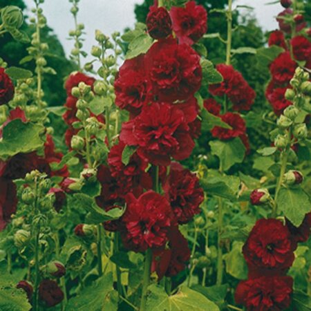 Alcea rosea 'Ch. D. Red' geen maat specificatie 0,55L/P9cm - afbeelding 2