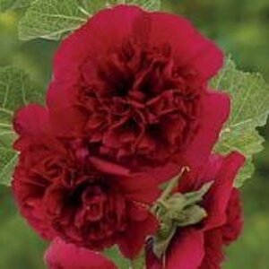 Alcea rosea 'Ch. D. Red' geen maat specificatie 0,55L/P9cm - afbeelding 3