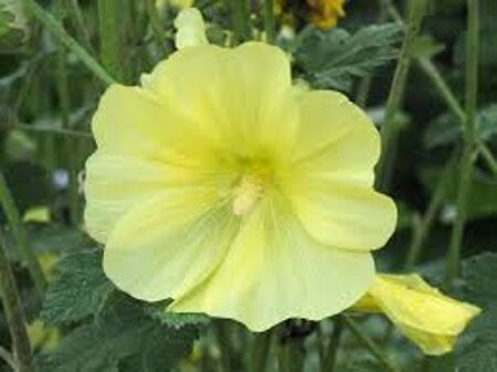 Alcea rugosa geen maat specificatie 0,55L/P9cm