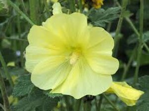 Alcea rugosa geen maat specificatie 0,55L/P9cm