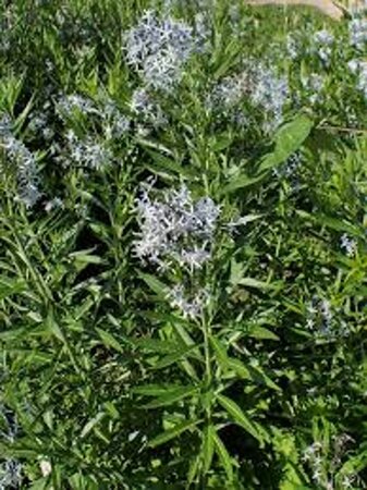 Amsonia illustris geen maat specificatie 0,55L/P9cm - afbeelding 1