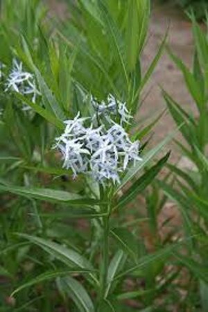 Amsonia illustris geen maat specificatie 0,55L/P9cm - afbeelding 2