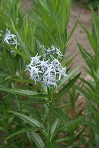 Amsonia illustris geen maat specificatie 0,55L/P9cm - afbeelding 2