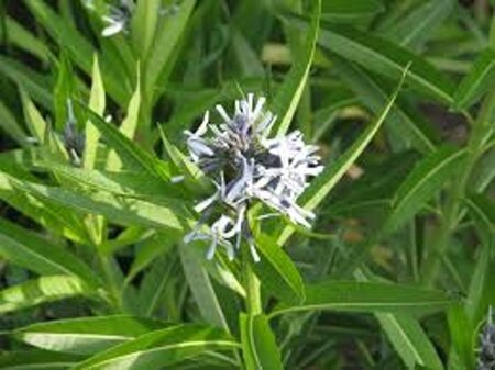 Amsonia illustris geen maat specificatie 0,55L/P9cm - afbeelding 3