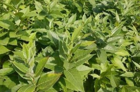 Amsonia illustris geen maat specificatie 0,55L/P9cm - afbeelding 4