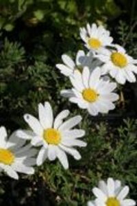 Anthemis carpatica 'Karpatenschnee' geen maat specificatie 0,55L/P9cm