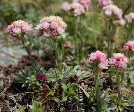 Antennaria dioica geen maat specificatie 0,55L/P9cm - afbeelding 1