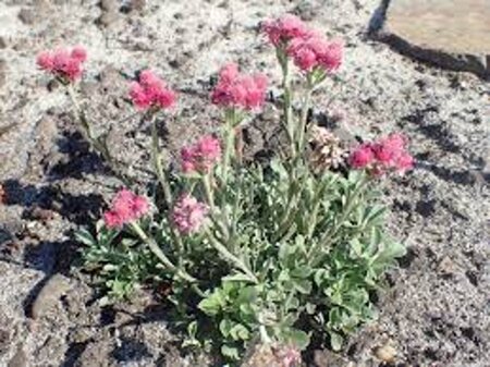 Antennaria dioica geen maat specificatie 0,55L/P9cm - afbeelding 2