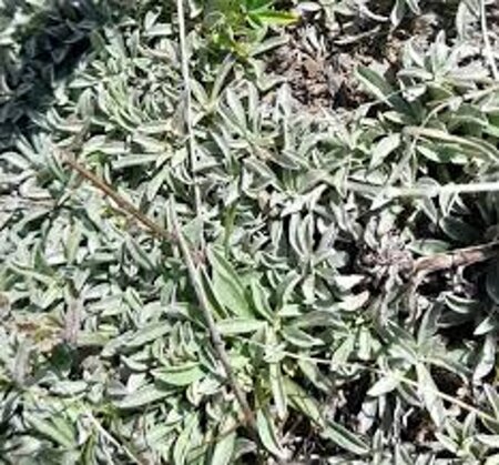 Antennaria dioica geen maat specificatie 0,55L/P9cm - afbeelding 3
