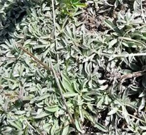 Antennaria dioica geen maat specificatie 0,55L/P9cm - afbeelding 3