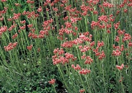 Antennaria dioica geen maat specificatie 0,55L/P9cm - afbeelding 4