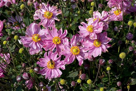 Anemone hyb. Fantasy Pocahontas geen maat specificatie 0,55L/P9cm