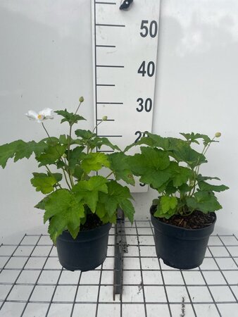 Anemone hyb. 'Honorine Jobert' geen maat specificatie cont. 2,0L - afbeelding 2
