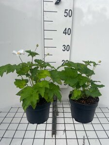 Anemone hyb. 'Honorine Jobert' geen maat specificatie cont. 2,0L - afbeelding 2