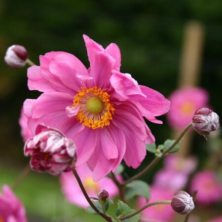 Anemone hyb. 'Margarete' geen maat specificatie 0,55L/P9cm - afbeelding 1