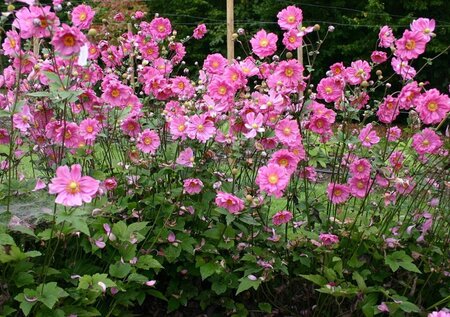 Anemone hyb. 'Margarete' geen maat specificatie 0,55L/P9cm - afbeelding 2