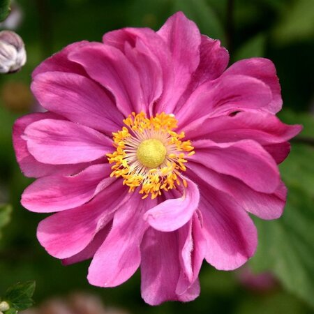 Anemone hyb. 'Margarete' geen maat specificatie 0,55L/P9cm - afbeelding 3