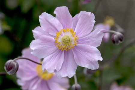 Anemone h. 'September Charm' geen maat specificatie cont. 3,0L - afbeelding 2