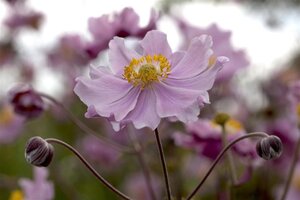 Anemone h. 'September Charm' geen maat specificatie cont. 3,0L - afbeelding 3