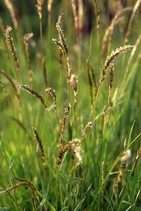 Anthoxanthum odoratum geen maat specificatie 0,55L/P9cm