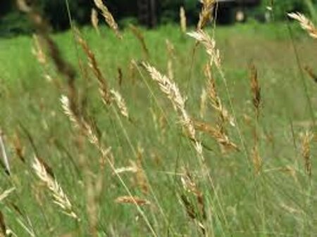 Anthoxanthum odoratum geen maat specificatie 0,55L/P9cm - afbeelding 2