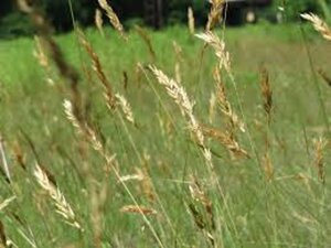 Anthoxanthum odoratum geen maat specificatie 0,55L/P9cm - afbeelding 2